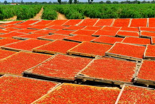 4億消費者可通過拼多多分享甘肅農特產品